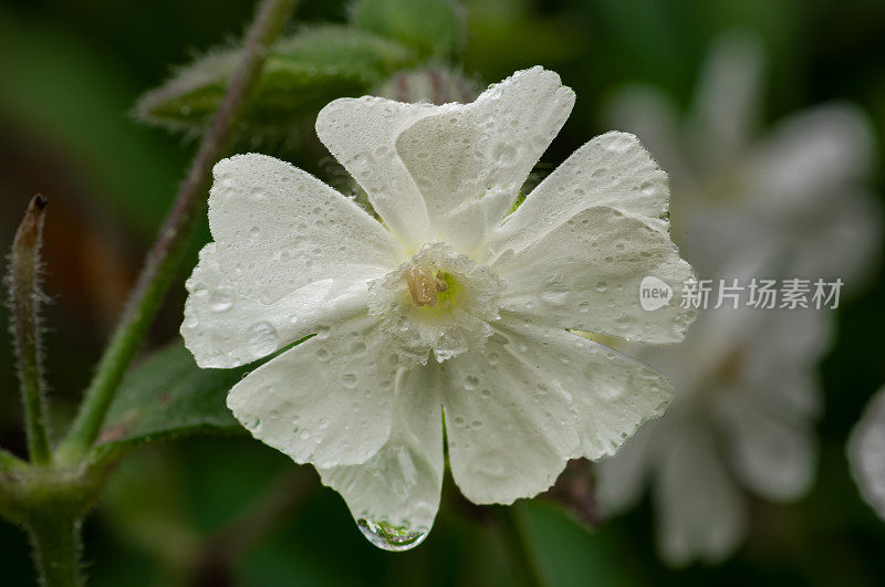 白色Campion, lychis alba, Silene latifolia;苏必利尔湖州立森林，靠近纽伯里，上半岛，密歇根州。从欧洲引进。石竹科。